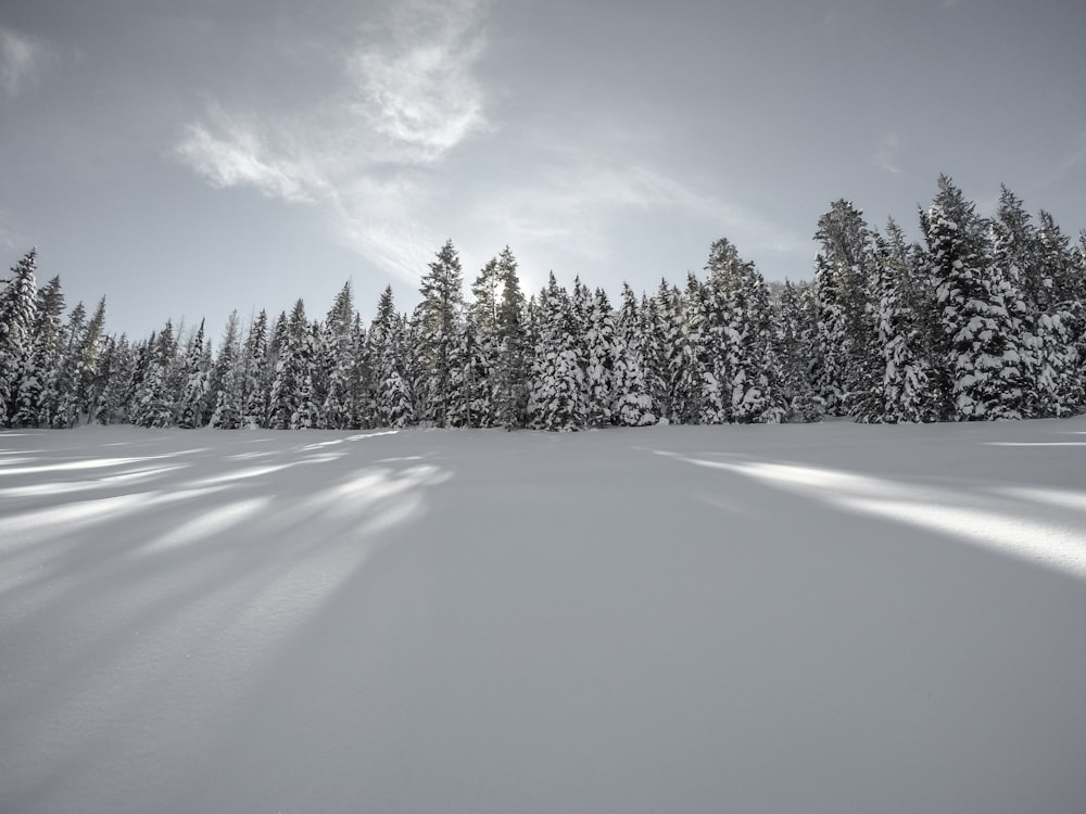 photographie de paysage de pins recouverts de neige