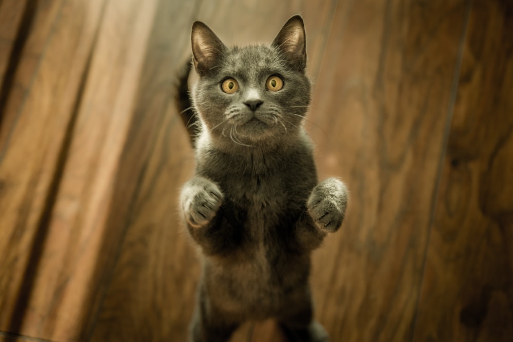 두 발로 서 있는 회색 고양이