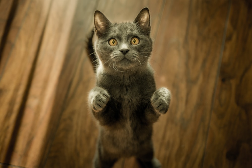 gray cat standing in two feet