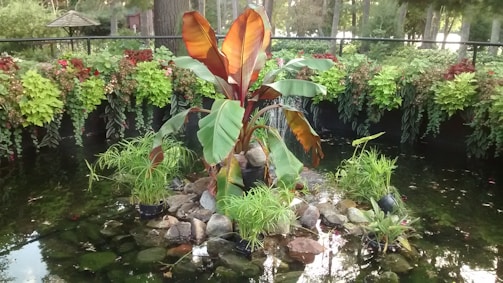 A thriving permaculture garden with diverse plants and a small pond.