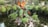 A small garden pond is surrounded by lush greenery. In the center, there is a cluster of rocks with vibrant tropical plants and large broad leaves. A variety of plants with different shades of green and red hang over the edge of the pond, creating a serene and natural setting.