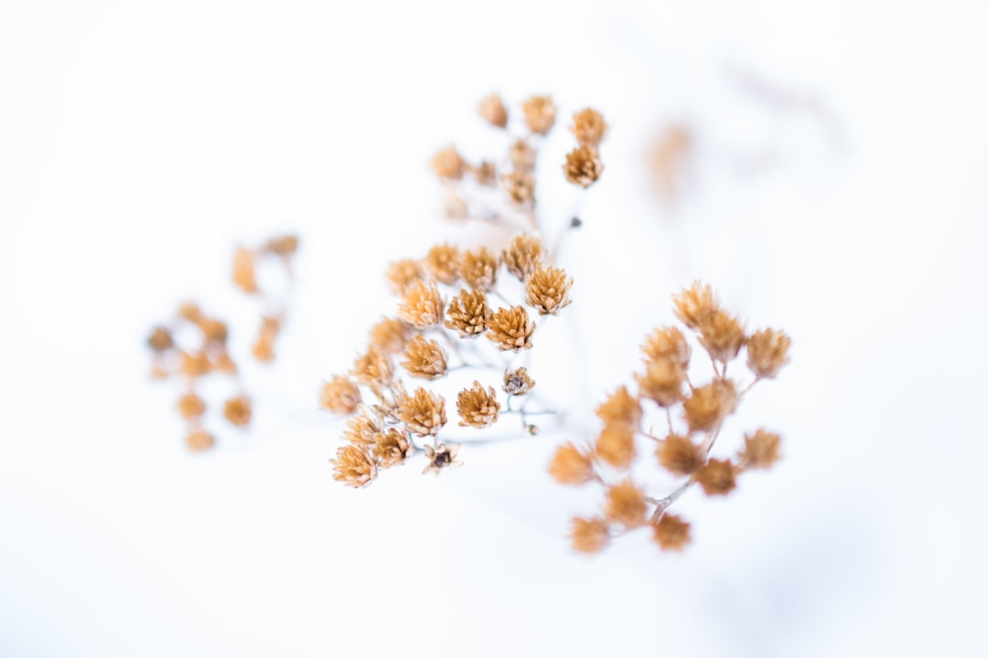 shallow focus photo of brown flowers