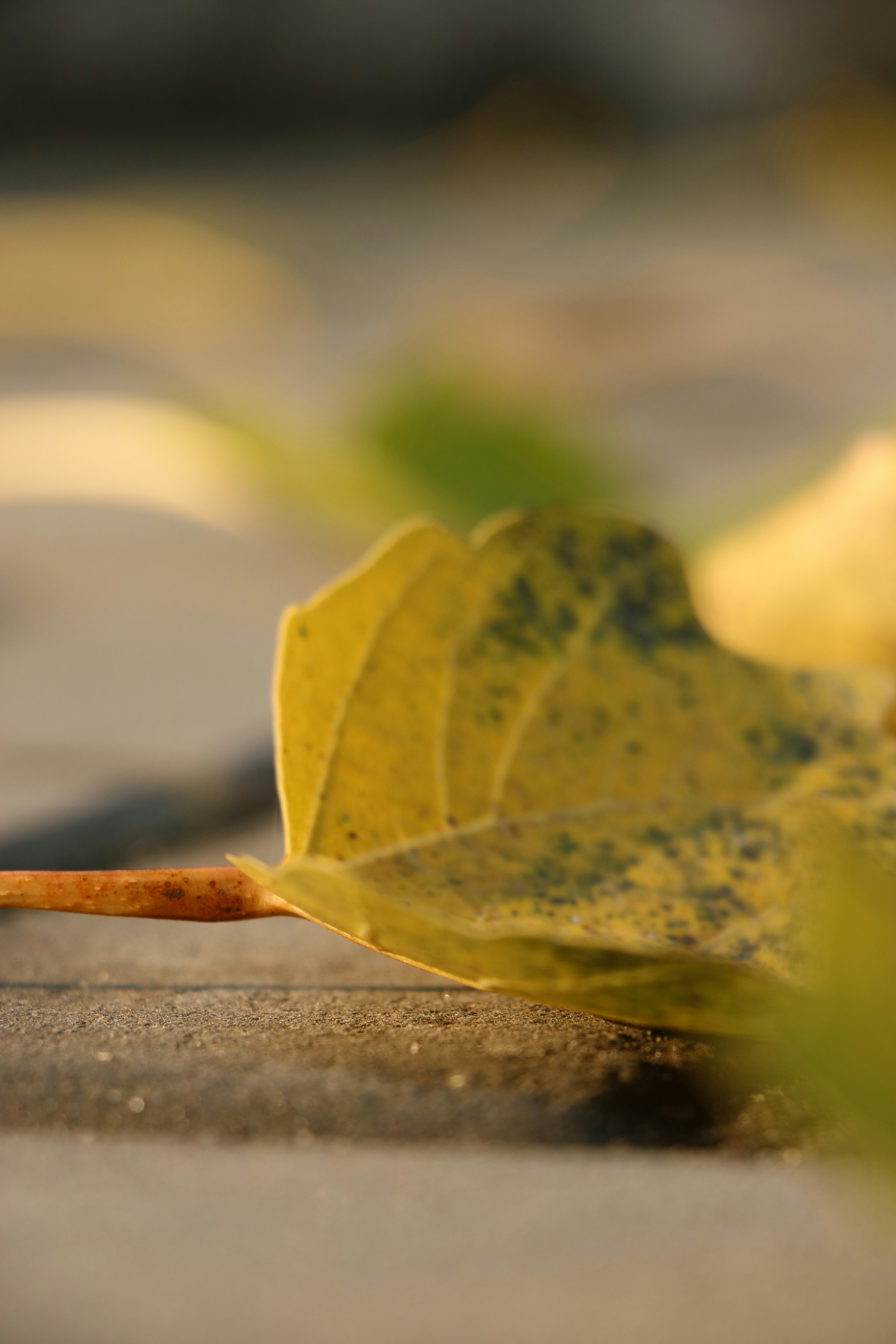 Free Unsplash photo from Lee will