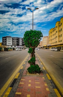 A well-maintained urban roadside featuring a neatly trimmed tree in the center of a red brick walkway. The road is flanked by buildings with a partly cloudy sky overhead. The tree is surrounded by a small iron cage and aligned beneath a street lamp.
