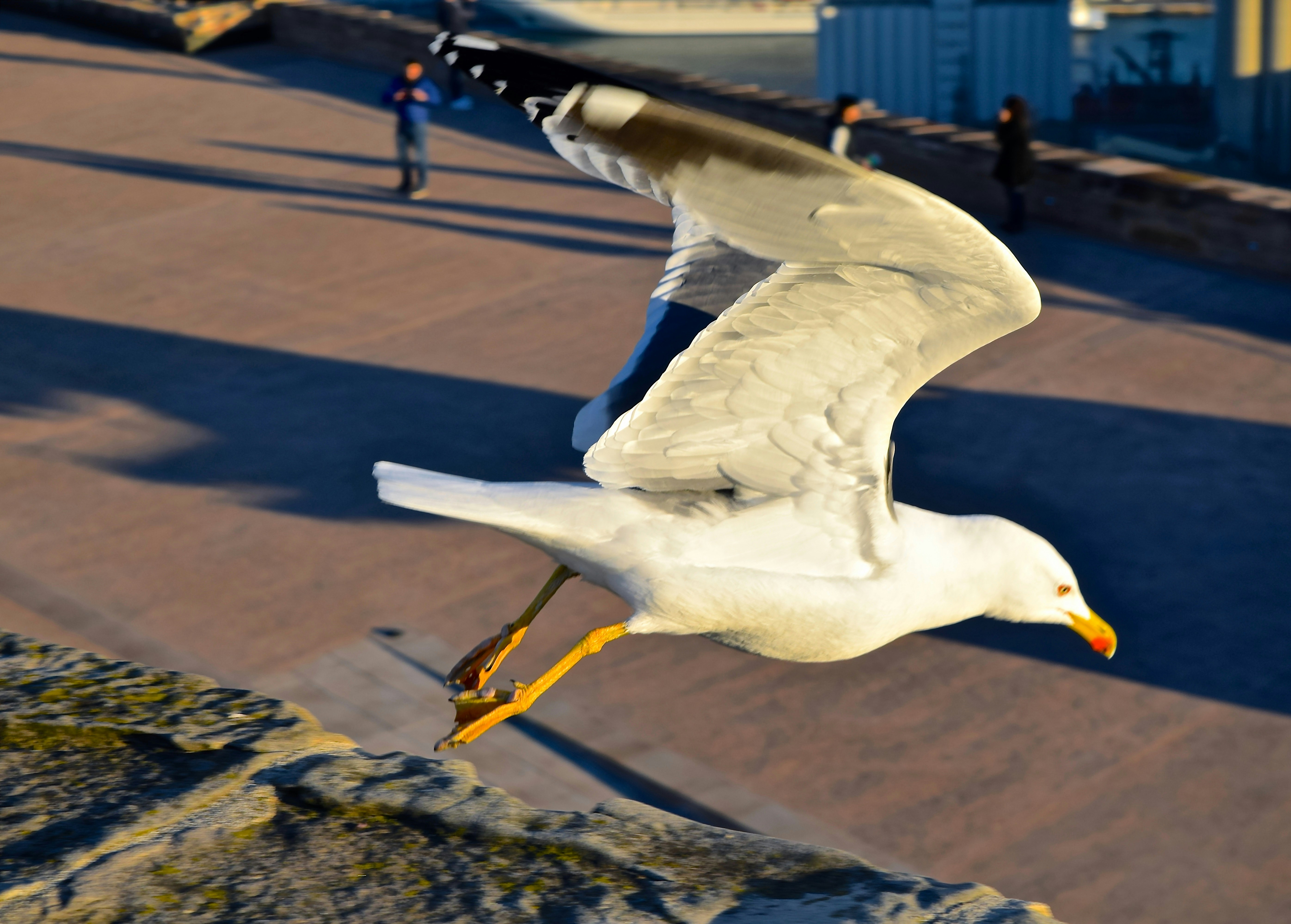 Free Unsplash photo from Olivia Ivlo