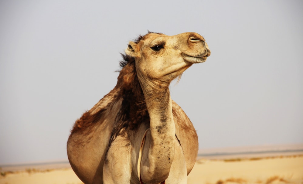 brown camel on desert