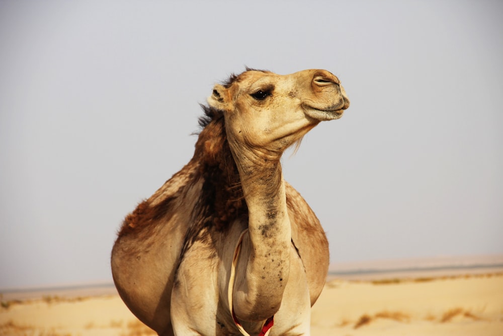 brown camel on desert