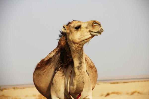 A camel in the desert — Tozeur, Tunisia