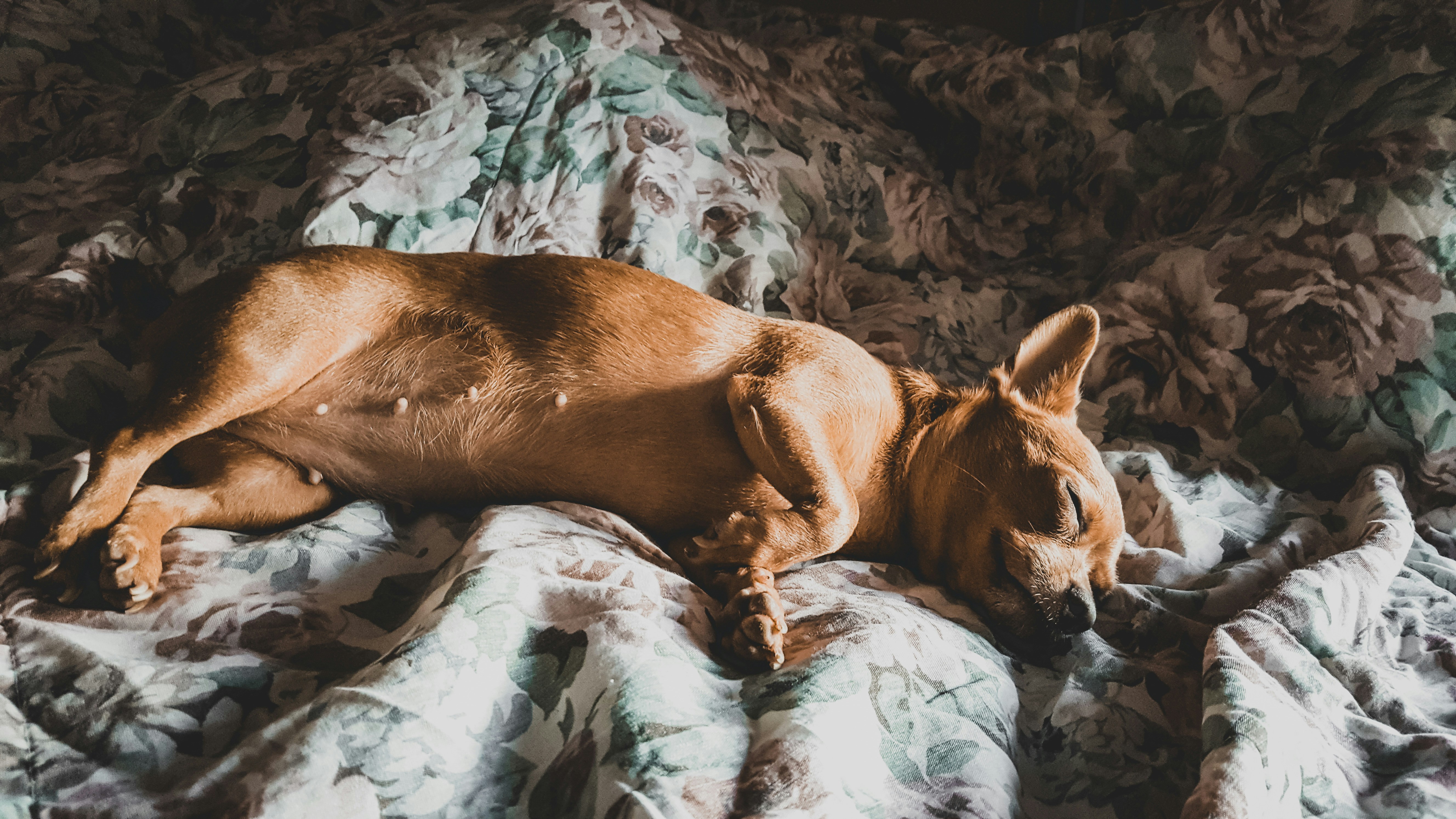 Free Unsplash photo from David Torres