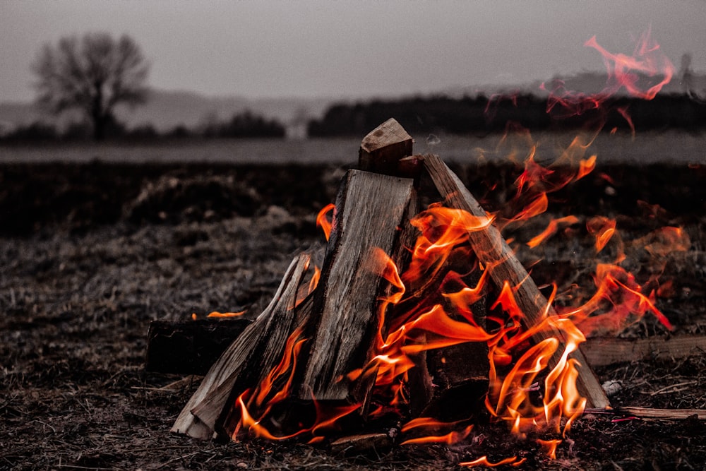 brown bonfire on gray field
