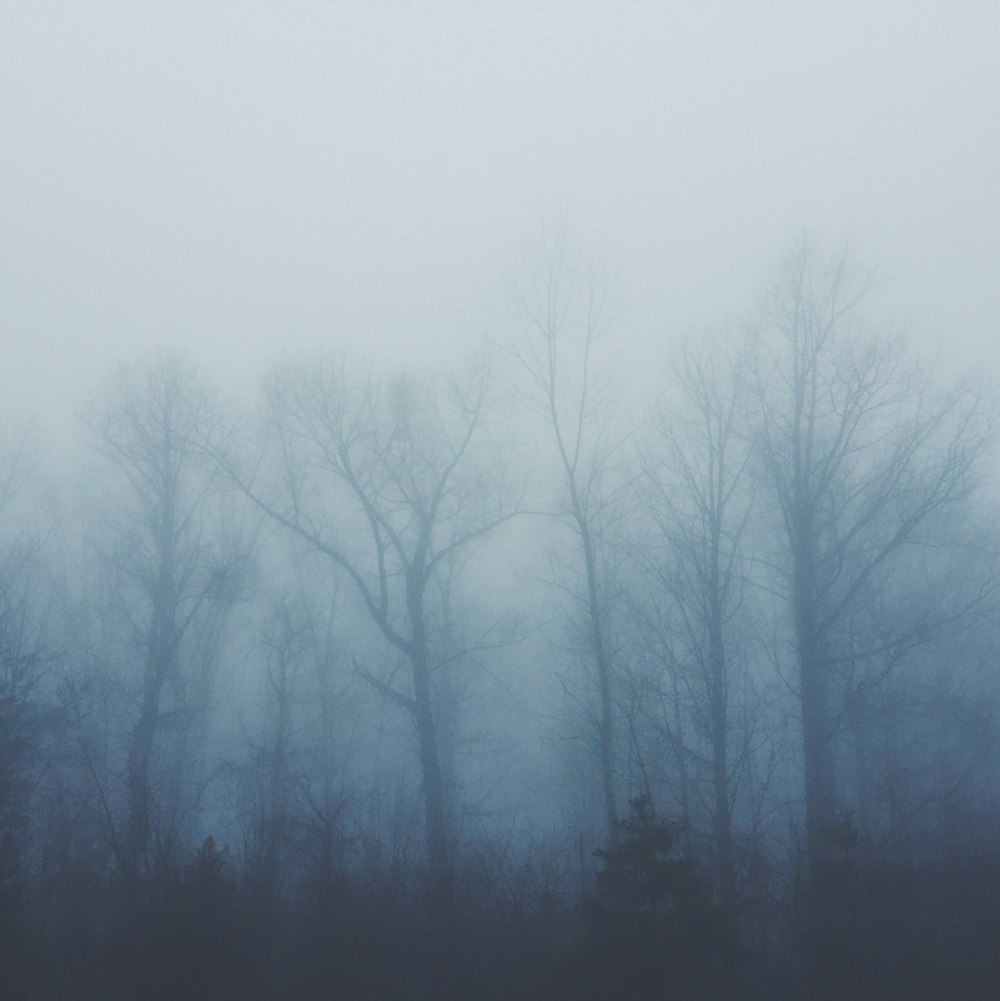 kahle Bäume, die mit Nebel bedeckt sind