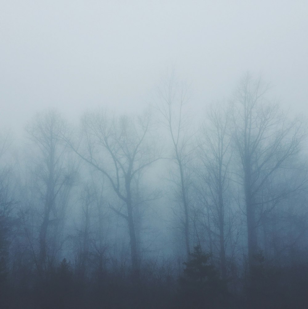 bare trees covered with fog