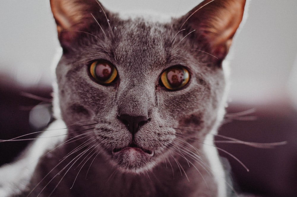 Photographie en gros plan de chat gris