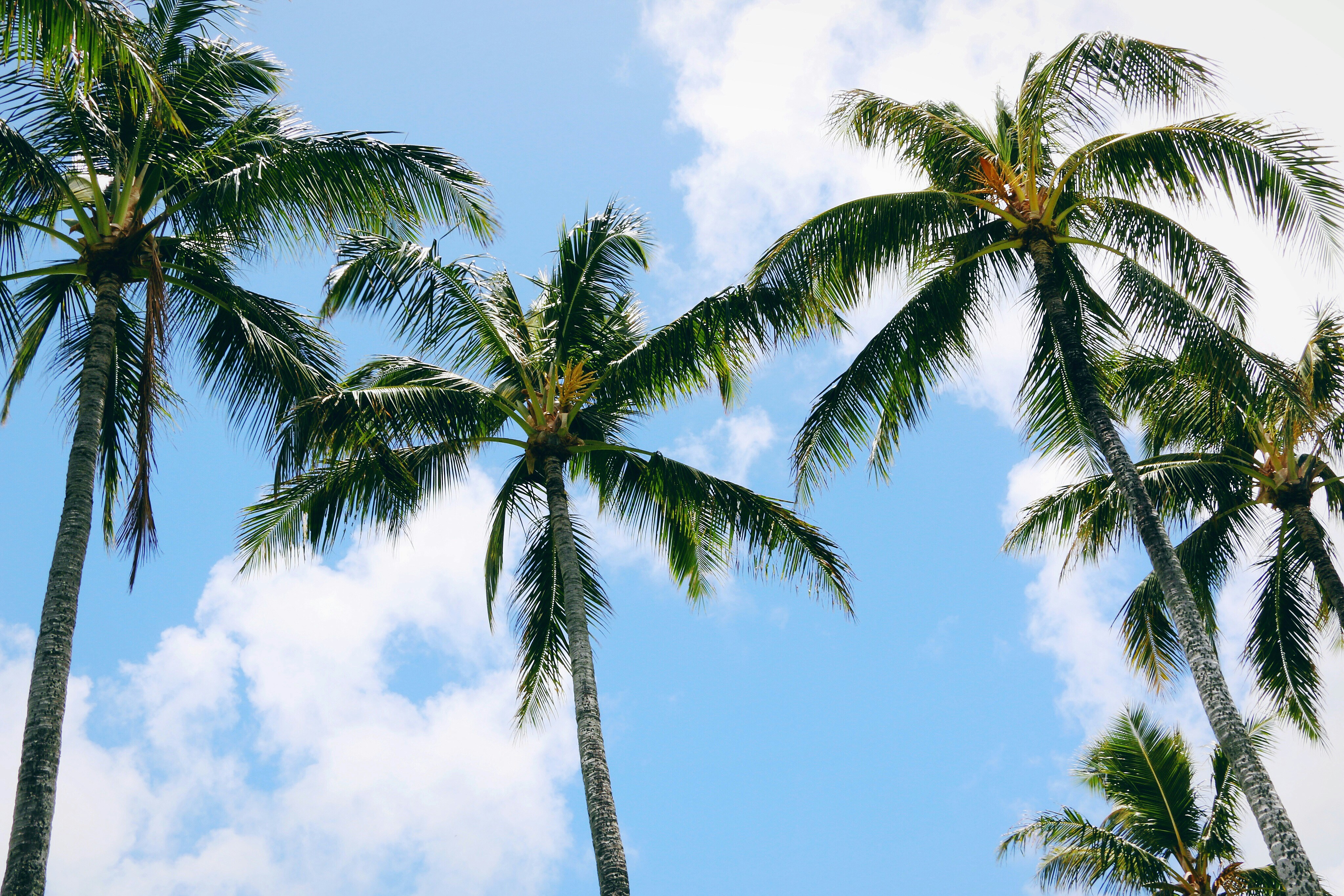 Free Unsplash photo from Tessa Rampersad