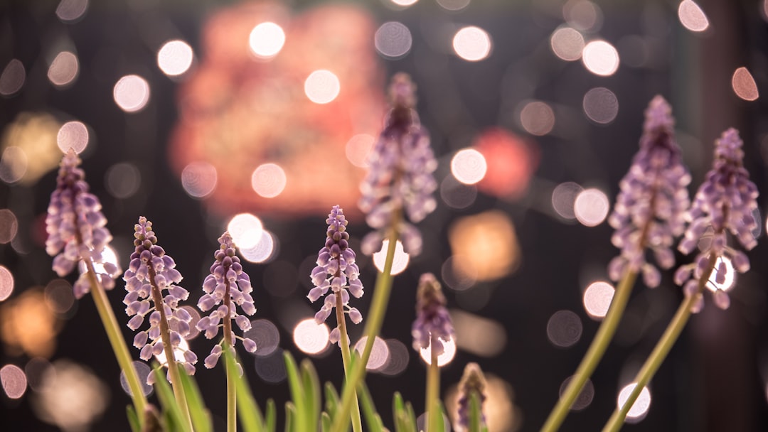 macro photography of pink flowers with bokeh