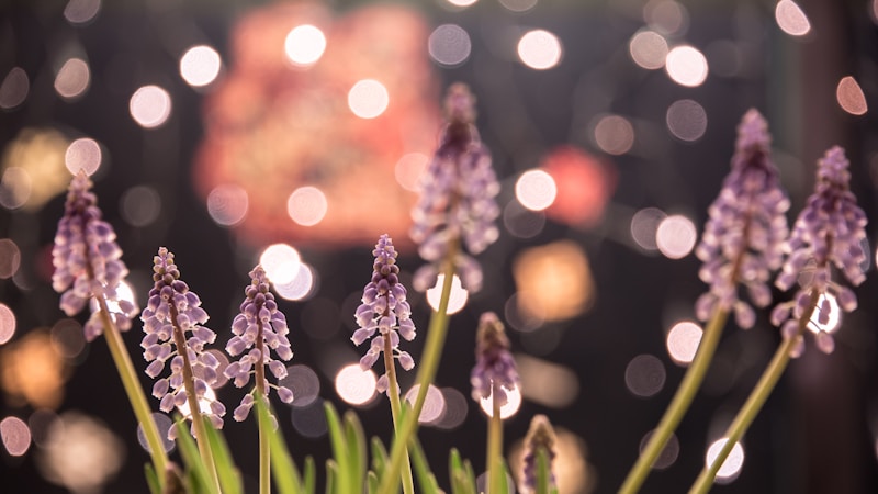 Hyacinth
