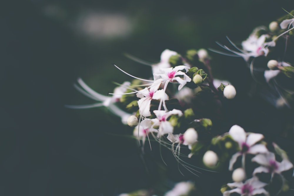 Flores brancas de pétalas na fotografia de closeup