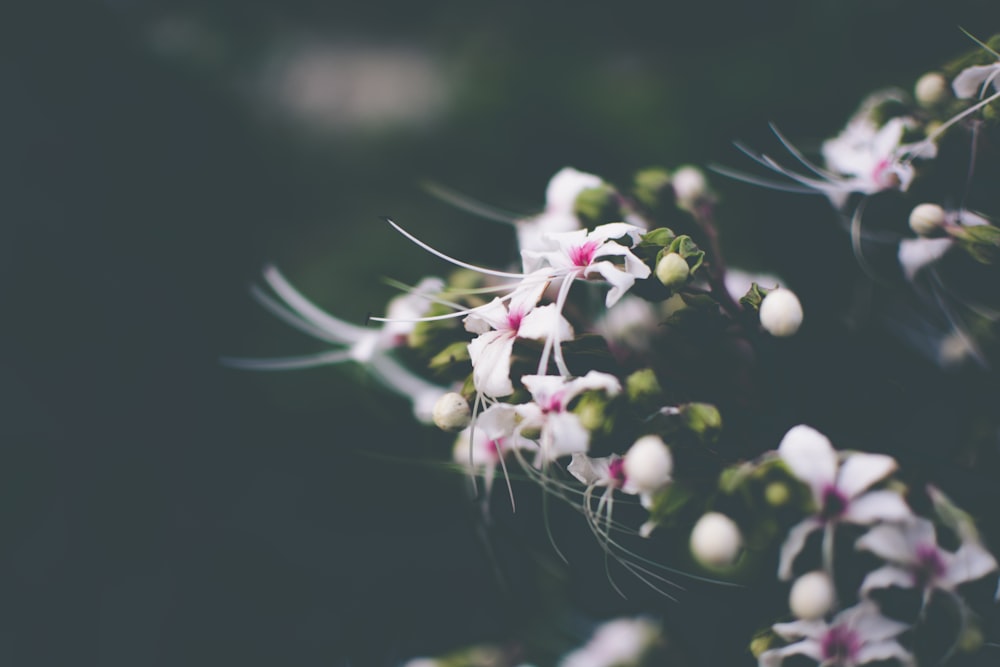 fleurs à pétales blancs dans la photographie en gros plan