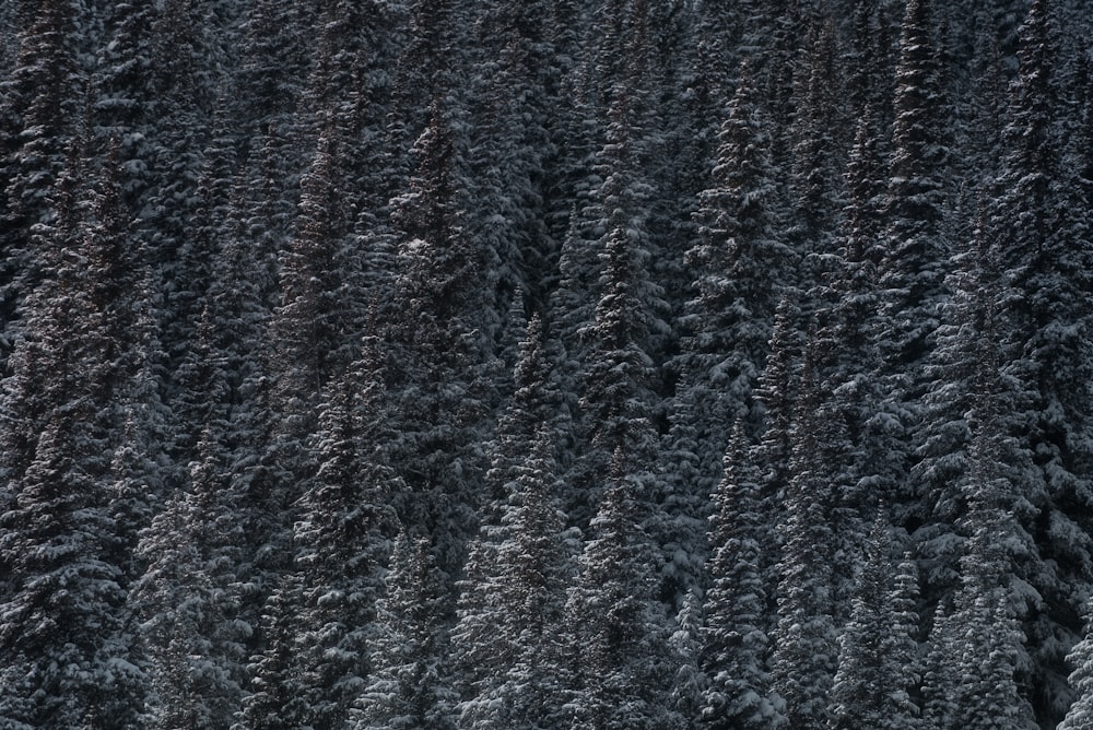 snow covered pine trees at daytime