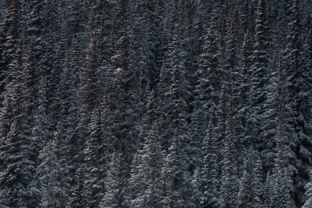 pinheiros cobertos de neve durante o dia