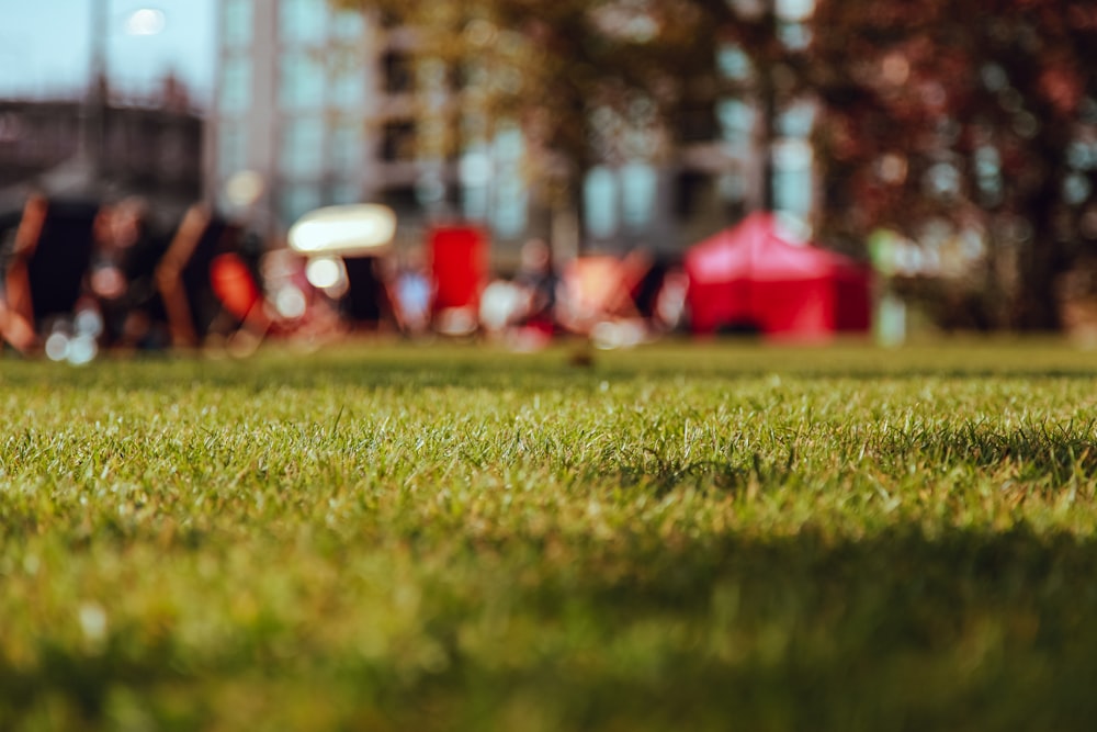 shallow focus photography of green grass field