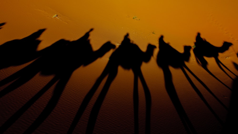 Fotografia di silhouette di cammelli