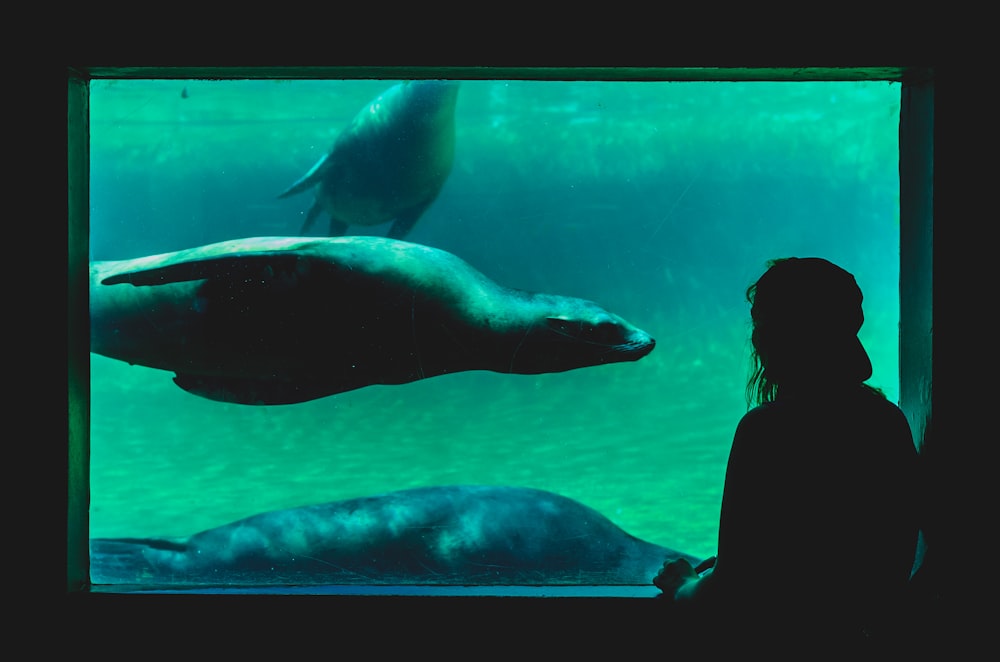 person looking at sea cow