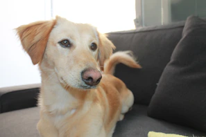 A gentle dog using a sturdy ramp to hop onto a couch, tail wagging happily.