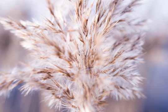 shallow focus photo of white flower in Iecava Latvia