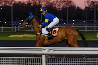 A jockey dressed in blue and yellow riding attire is mounted on a brown racehorse. The horse wears a blue cap and is marked with the number 16. They are on a race track bordered by white railings with a backdrop of a dusky sky and blurred trees.