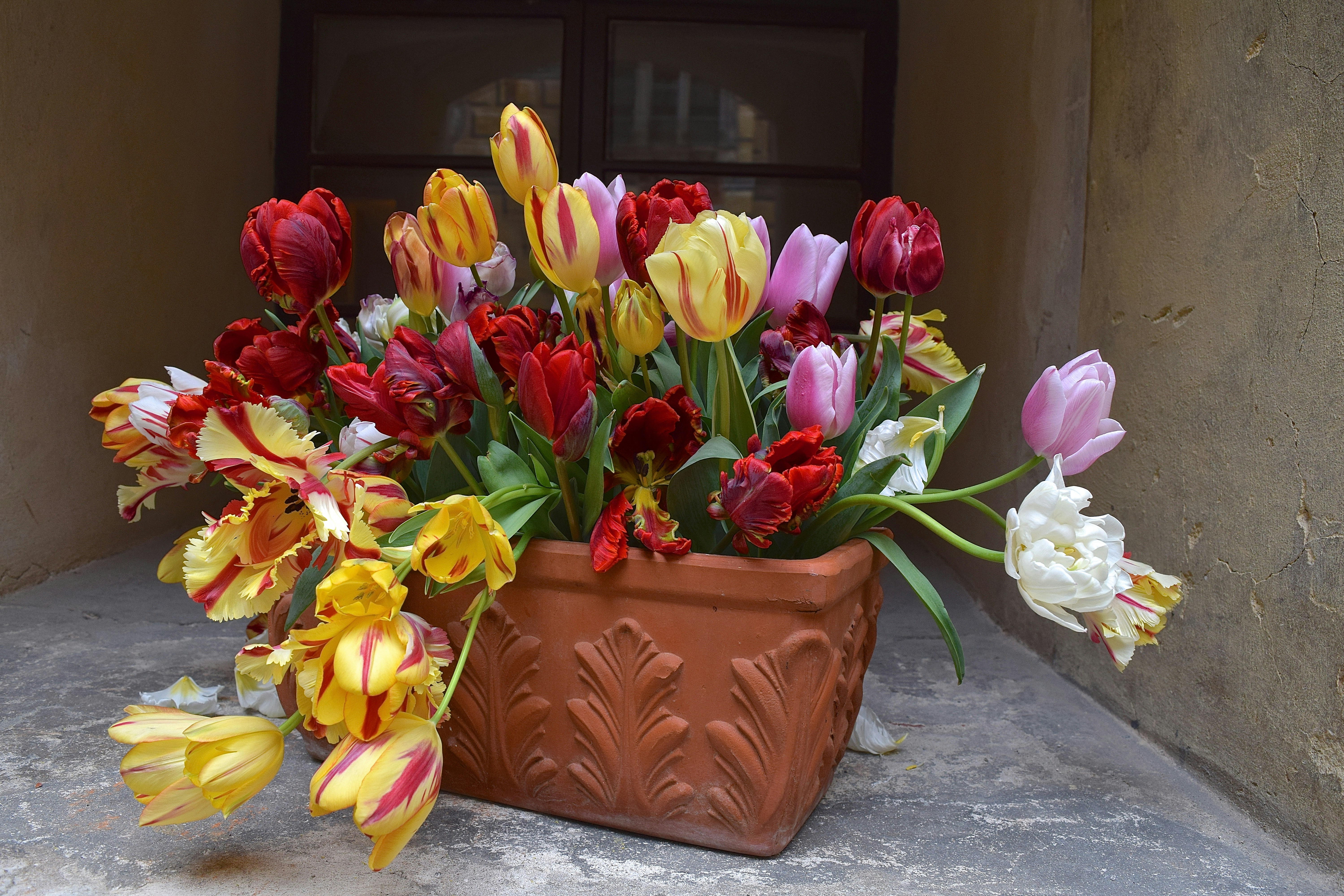 Free Unsplash photo from Olivia Ivlo