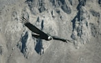black bird flying over gray mountain