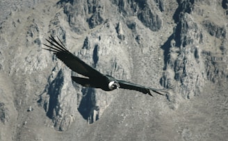 black bird flying over gray mountain