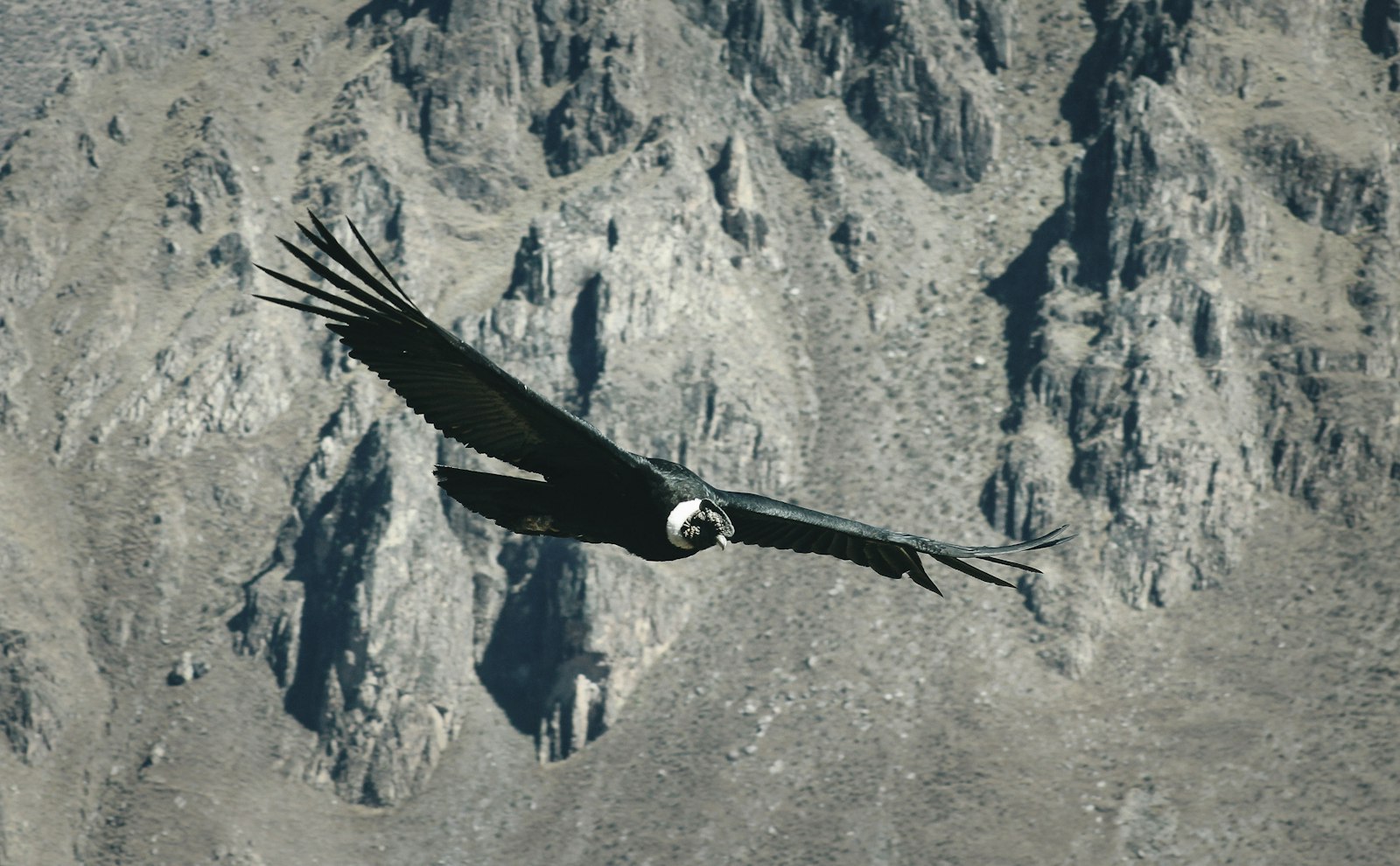 Andean condor soaring over the rocky walls of the Colca Canyon