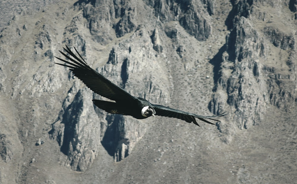 회색 산 위를 날고 있는 검은 새