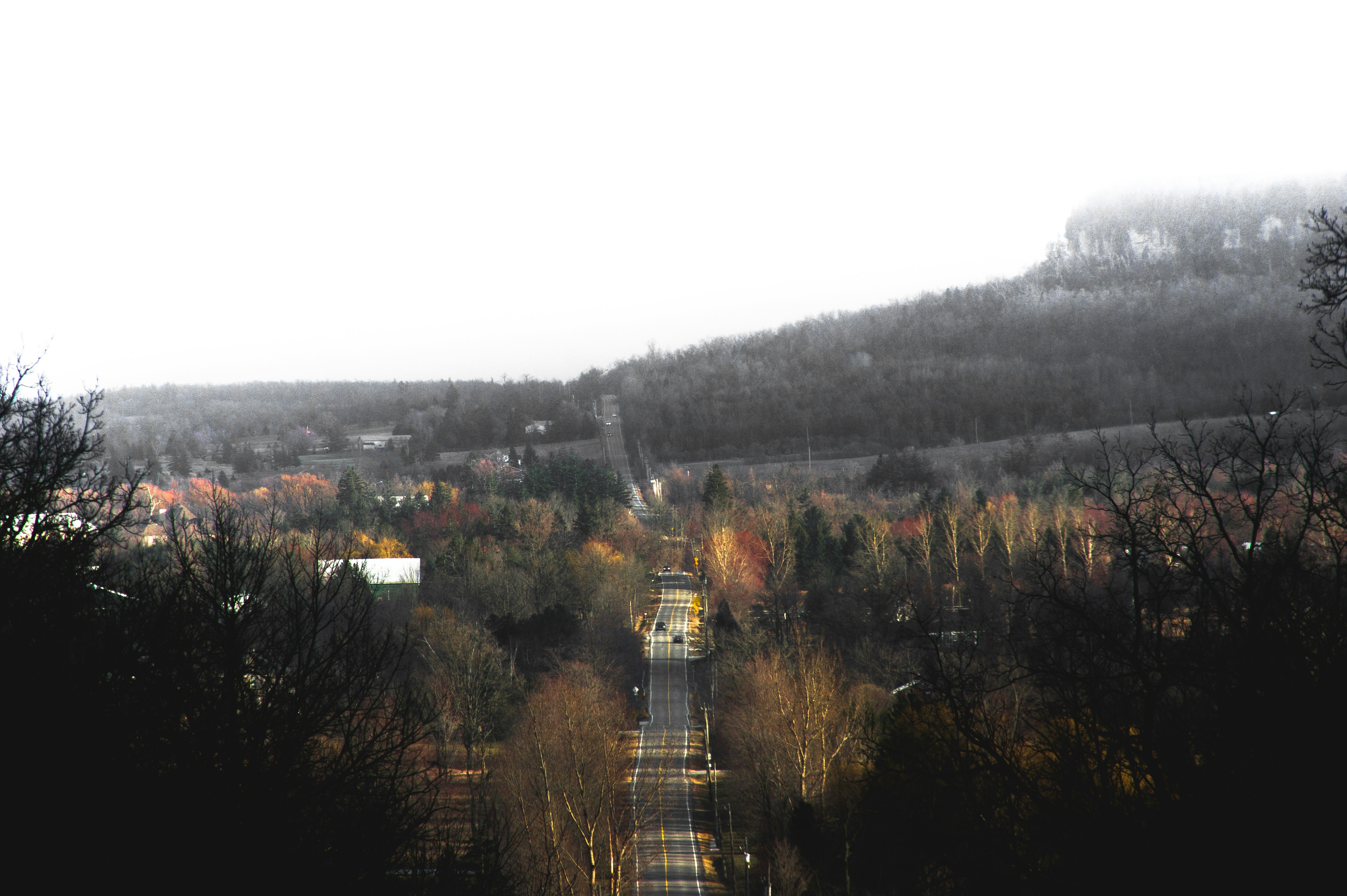 gray concrete road between trees during daytime