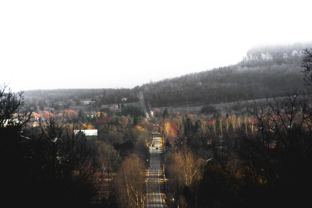 route en béton gris entre les arbres pendant la journée