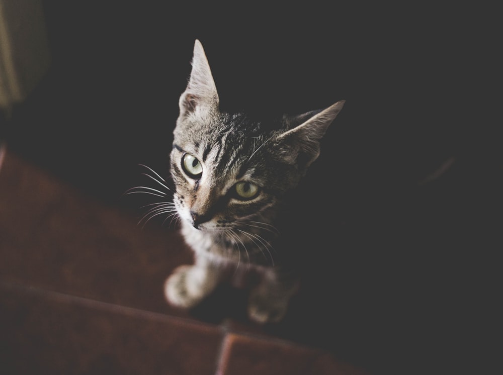 close-up photography of gray tabby cat