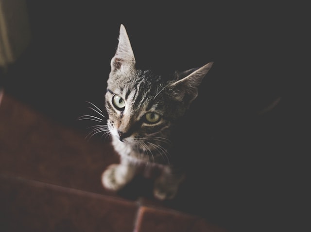 什麼是貓腎臟病？又是甚麼原因促成愛貓患上這病呢？