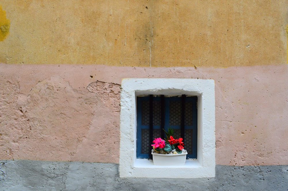 pink petaled flower near window at daytime