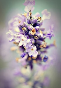 Pijama Lavanda Encaje