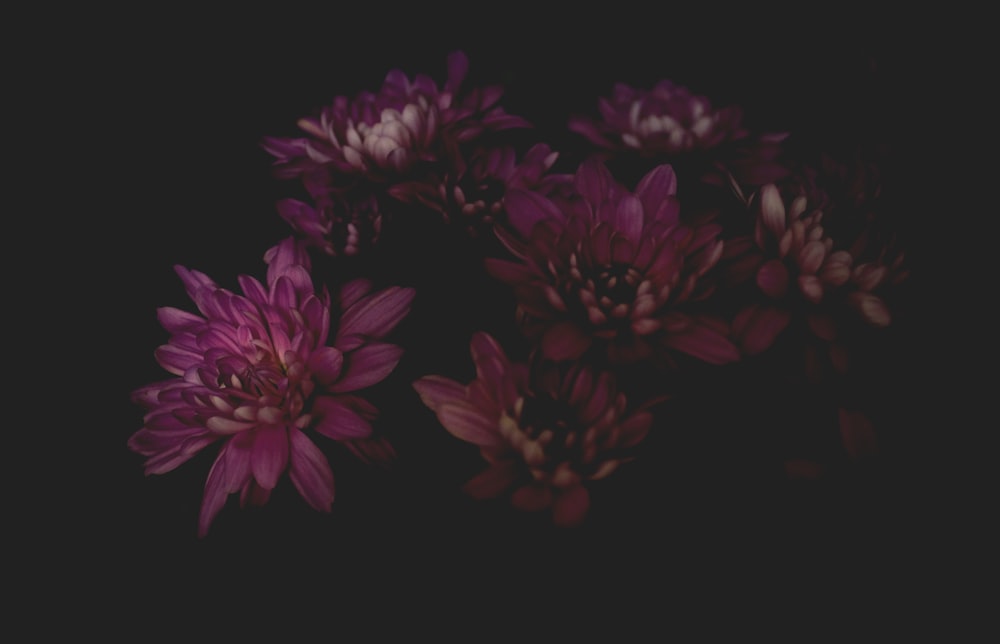 photo de plantes à fleurs à pétales violets