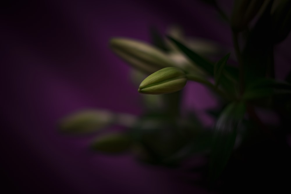 selective focus photo of flower bud