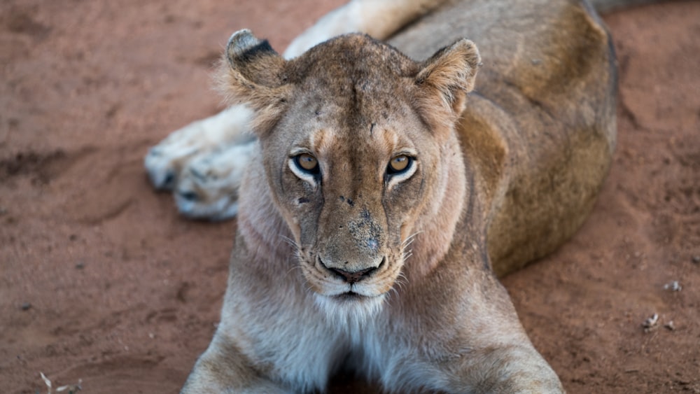 lioness laying on surface