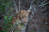 A close-up of a rare Amur leopard resting quietly in dense forest foliage.
