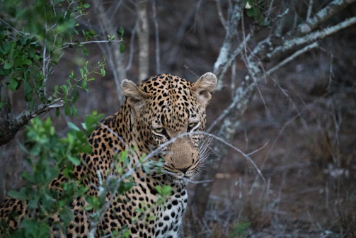 A close-up of a rare Amur leopard resting quietly in dense forest foliage.