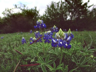 A vibrant bluebonnet field in full bloom.