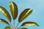 green leaves under sunny sky