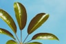 green leaves under sunny sky