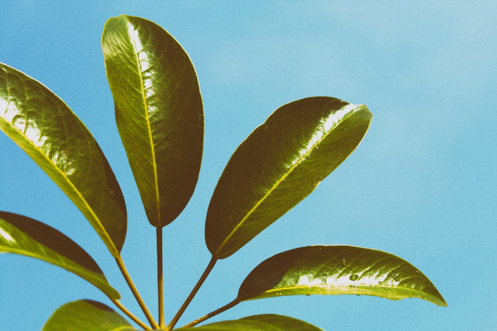 green leaves under sunny sky